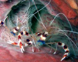 "Banded Coral Shrimp" at Curacao's Mushroom Forest. Olymp... by George Smorse 
